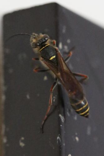 Réf. 258 804 : Sceliphron curvatum